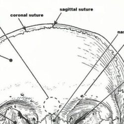 The axial skeleton exercise 8