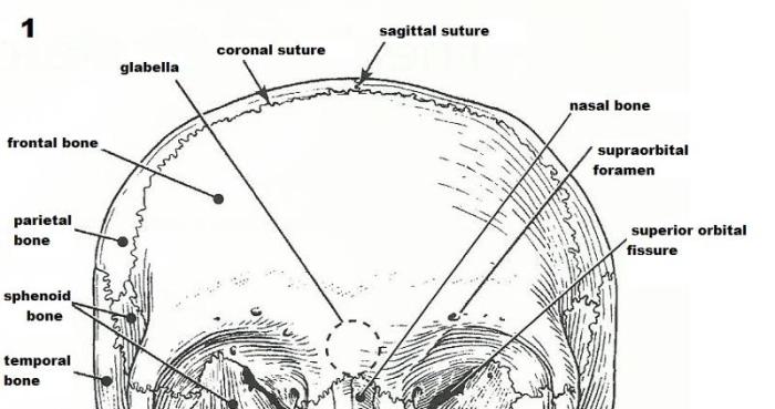 The axial skeleton exercise 8