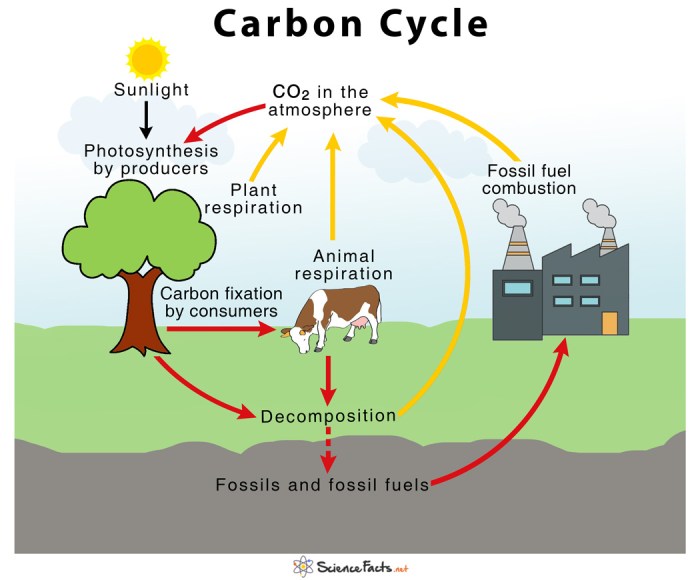 Model 2 the carbon cycle answer key