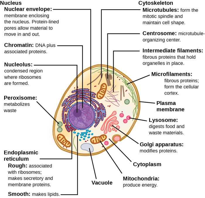 Cell human composite anatomy label diagram animal figure guws medical