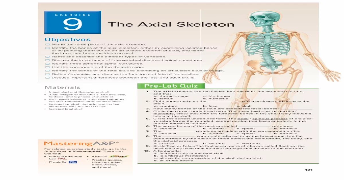 The axial skeleton exercise 8