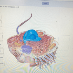 Label the organelles in the composite cell