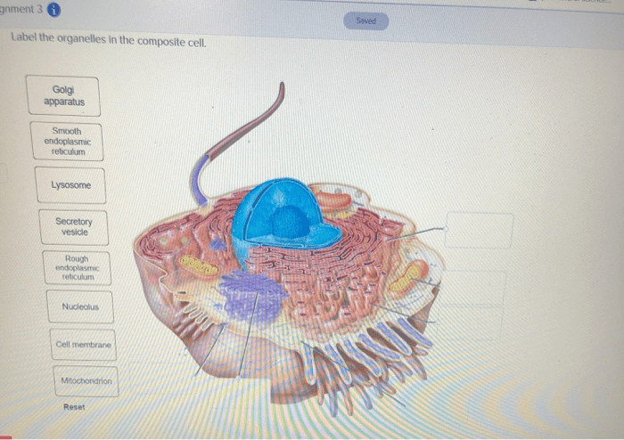 Label the organelles in the composite cell