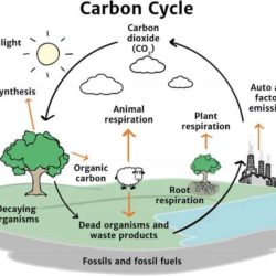 Model 2 the carbon cycle answer key