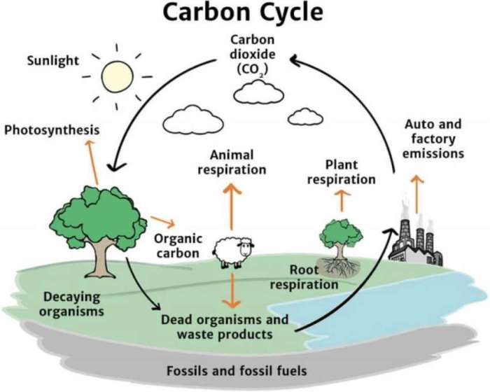 Model 2 the carbon cycle answer key