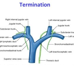 Cannulation of thoracic duct cpt code