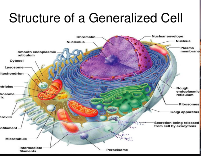 Label the organelles in the composite cell