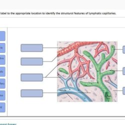 Drag label involved described identify appropriate position structure each chapter solved transcribed text show