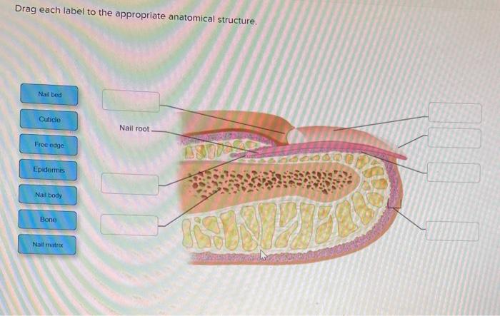 Drag each label to the appropriate anatomical structure. nail