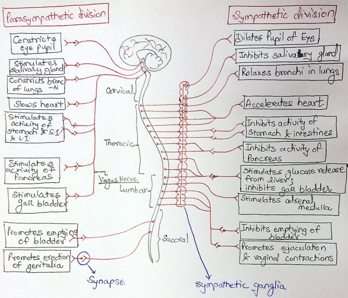 Label nervous sympathetic correctly structures