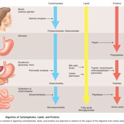 A closer look physiology of human digestion and absorption