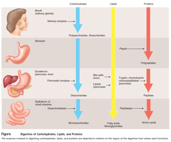 A closer look physiology of human digestion and absorption