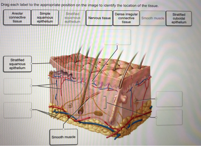 Anatomical drag appropriate label each structure transcribed text show myocardium carneae trabeculae visceral