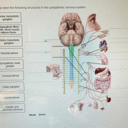 Correctly label the following structures in the sympathetic nervous system