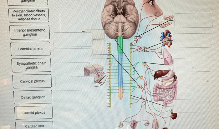 Correctly label the following structures in the sympathetic nervous system