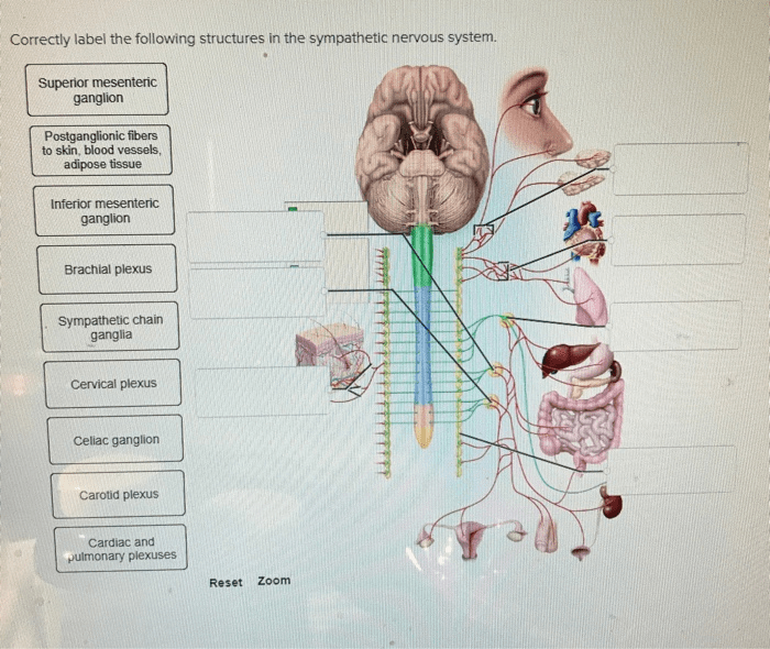 Correctly label the following structures in the sympathetic nervous system