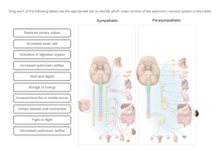 Correctly label the following structures in the sympathetic nervous system