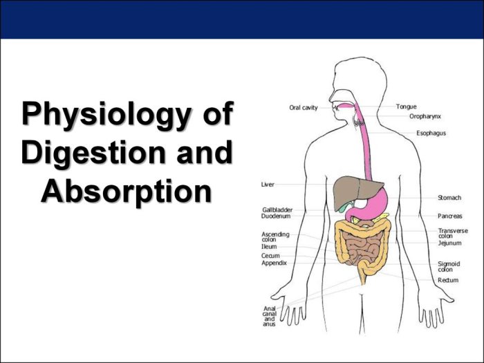 A closer look physiology of human digestion and absorption